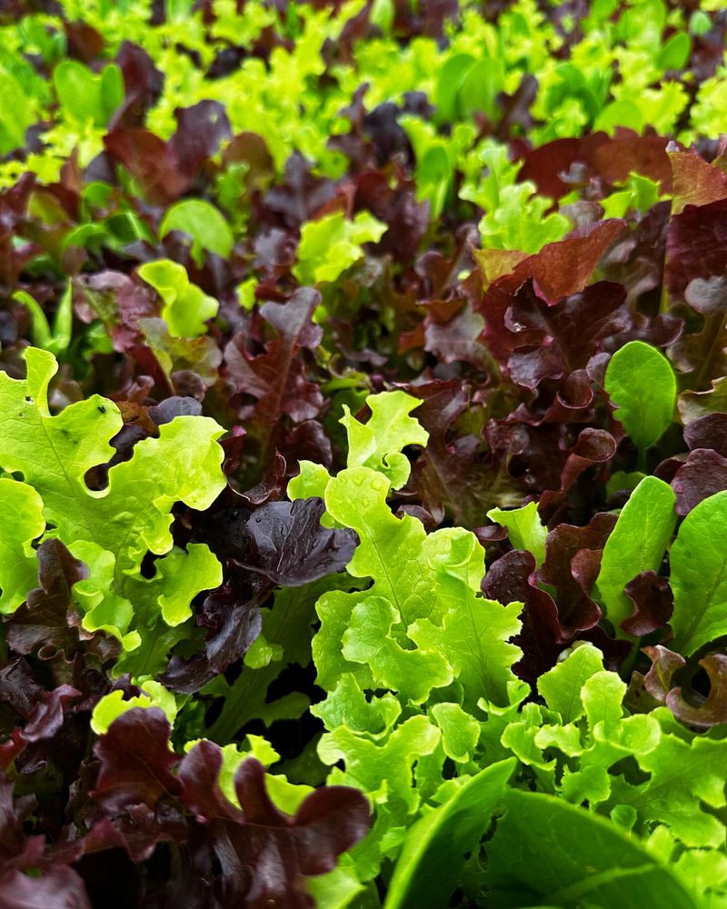 Lettuce For Early Spring Harvests