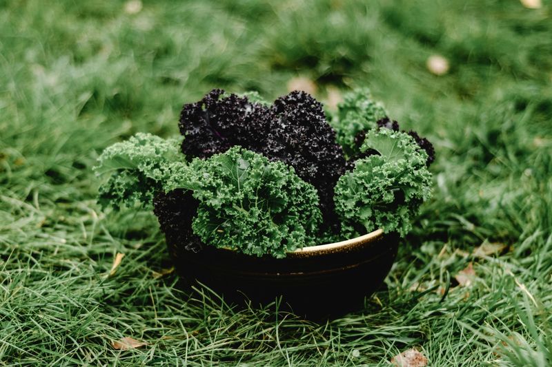 Kale Becomes Sweeter When Grown Through Winter