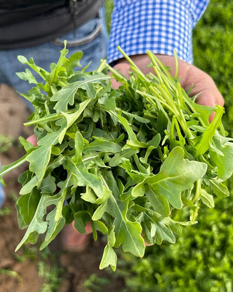 Arugula