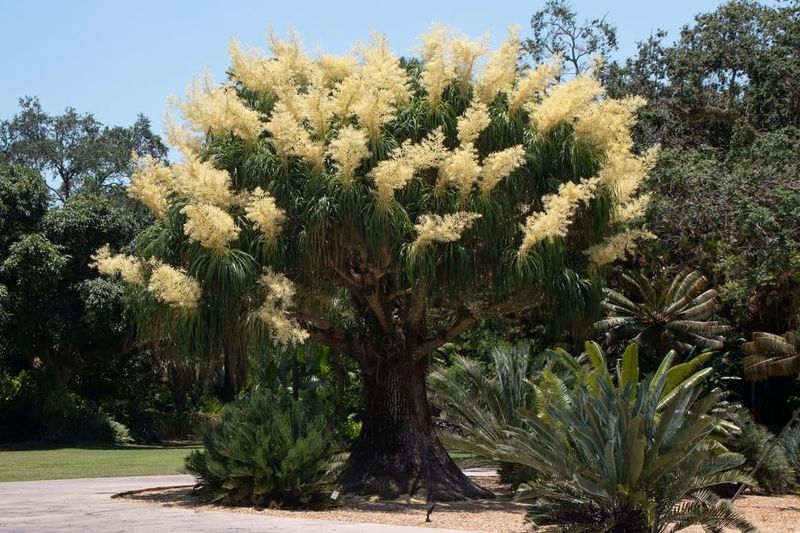 Ponytail Palm (Beaucarnea recurvata)