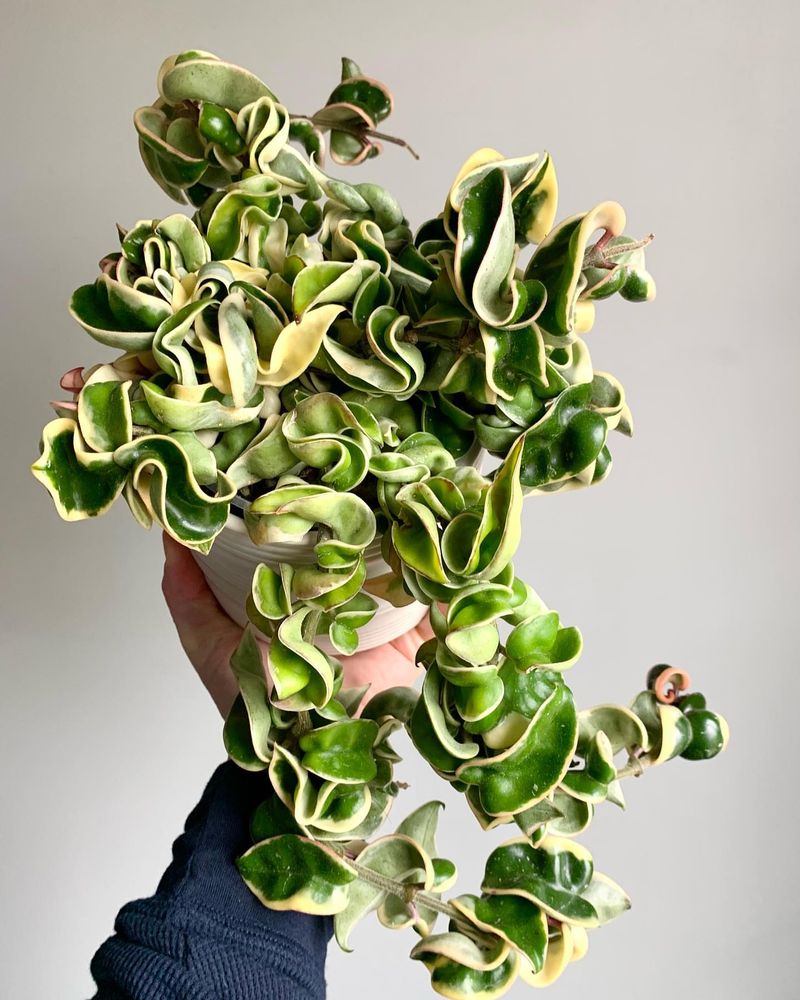 Hoya Carnosa Compacta 'Hindu Rope'