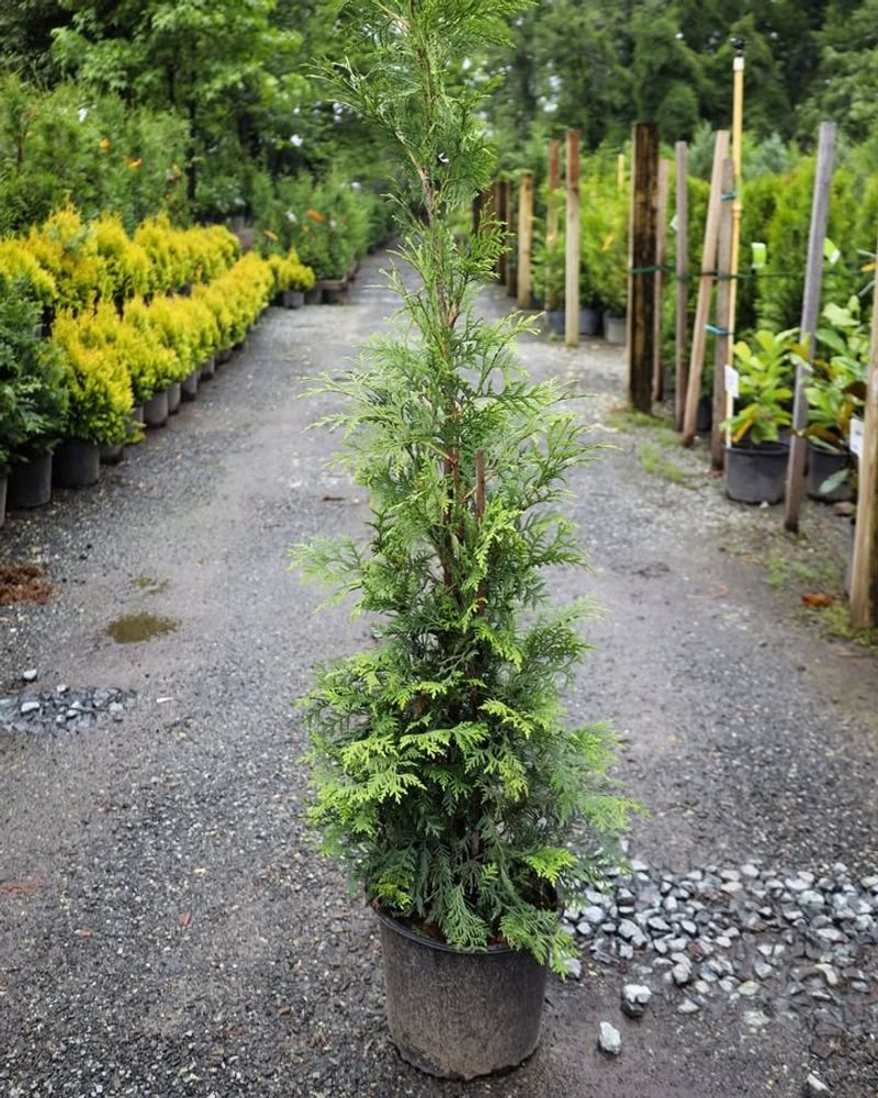 Dwarf Arborvitae