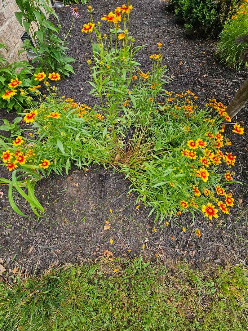 Flattened Perennials That Don't Bounce Back
