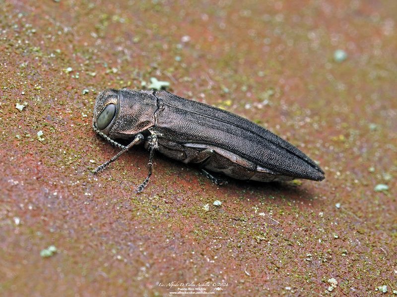 Bronze Birch Borer