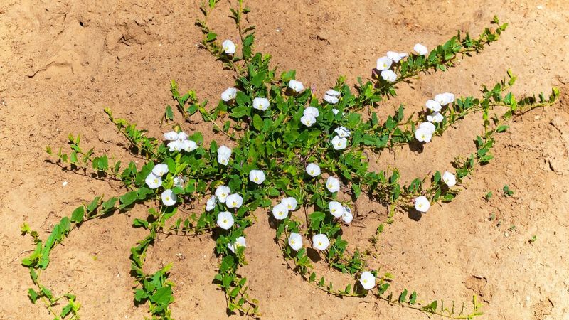 Proven Ways To Remove Bindweed For Good