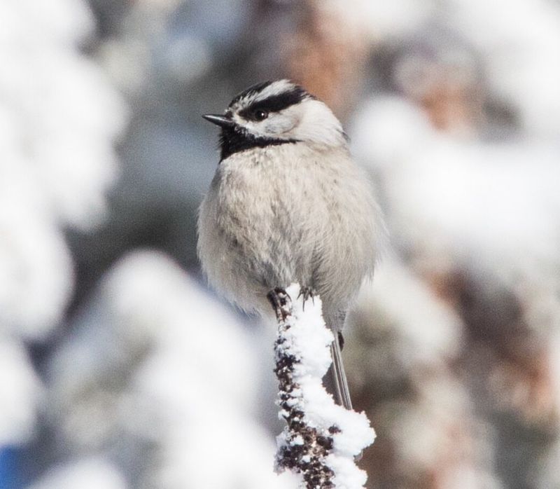 Mountain Chickadee