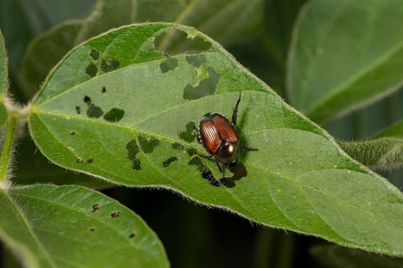 European Chafer Beetle