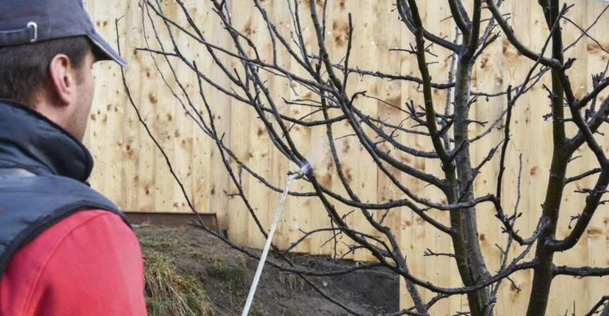 Spray These 9 Fruit Trees Before Bud Break In Oregon