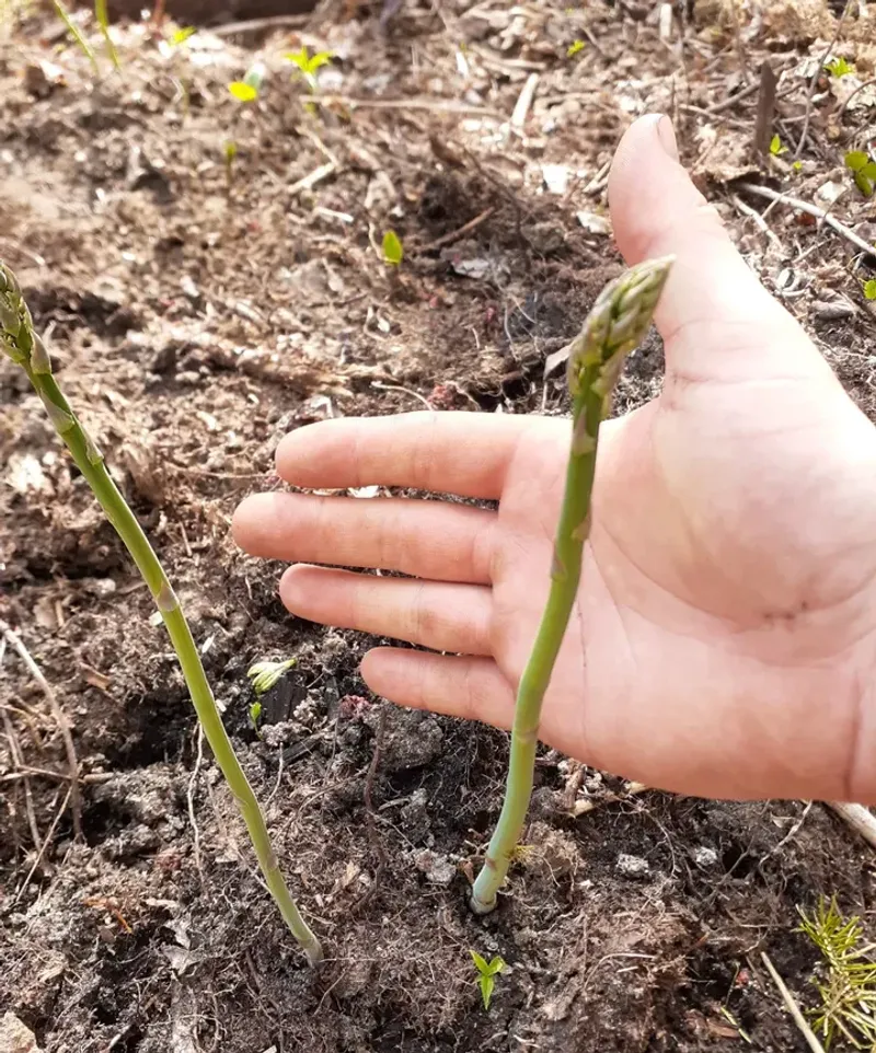 Asparagus Crowns In Established Beds