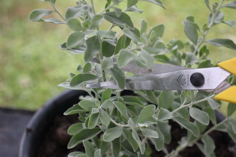 Texas Sage: Leave It Until Spring