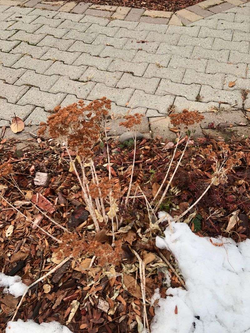 Crown Protection Prevents Moisture Damage During Freeze-Thaw Cycles