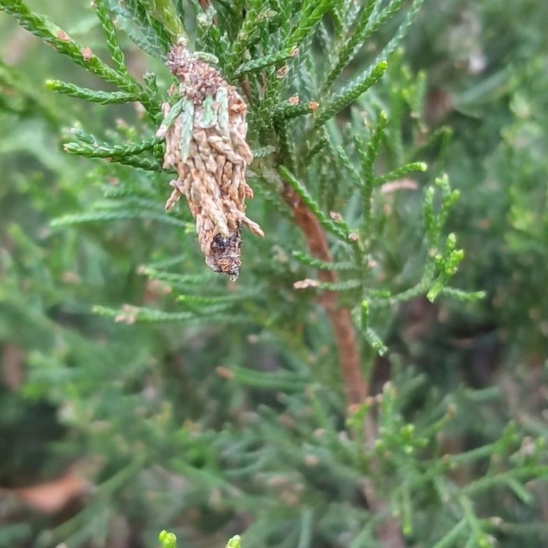 Hidden Pest Problems Multiply Under Cover