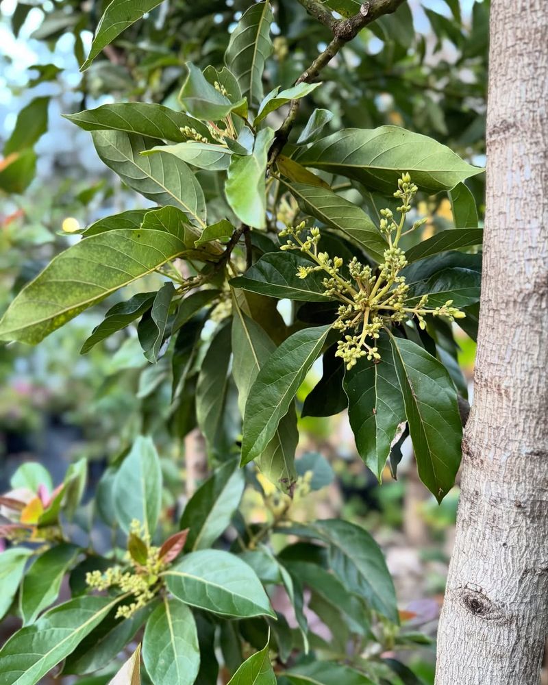 Avocado Trees