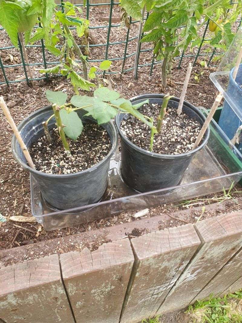 Roots Establish More Steadily In New York Soil Right Now