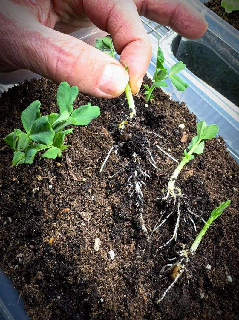 January Rainfall Supports Germination