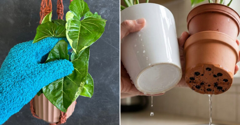 cleaning houseplants