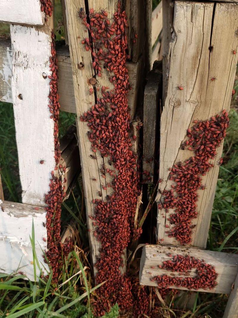 Nymphs Go Through Multiple Growth Stages