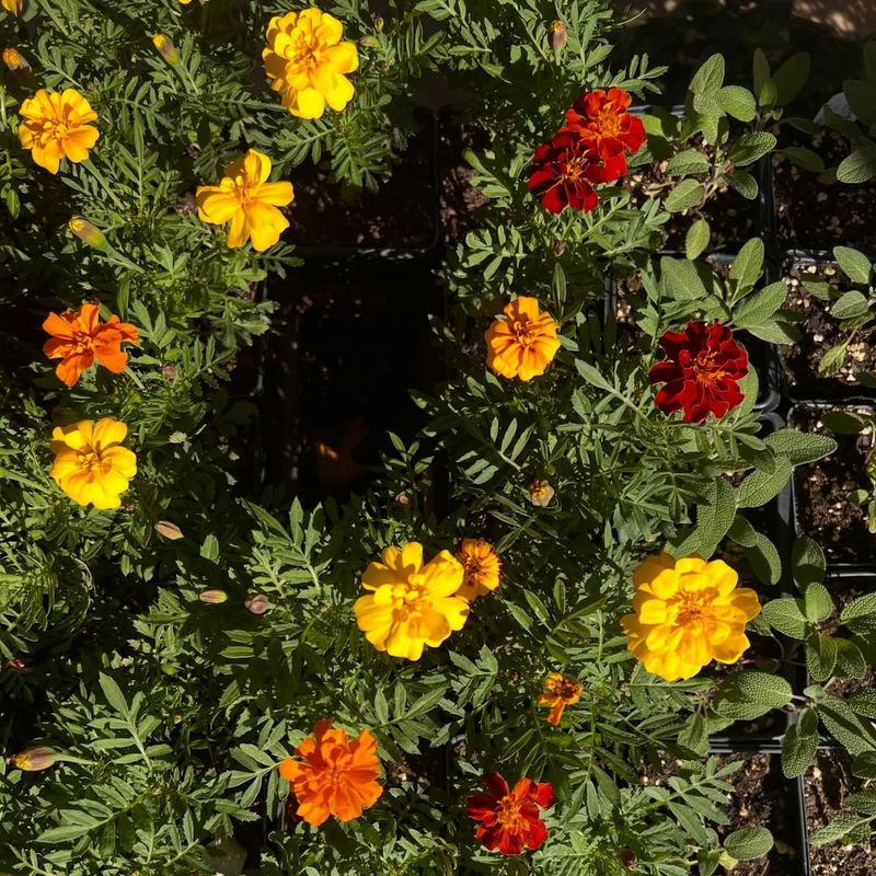 Marigolds