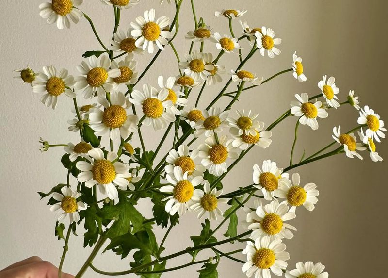 Chamomile (Matricaria Chamomilla)
