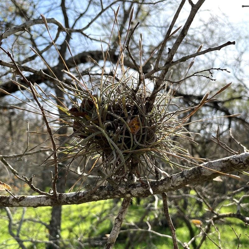 Ball Moss: The Misunderstood Hitchhiker