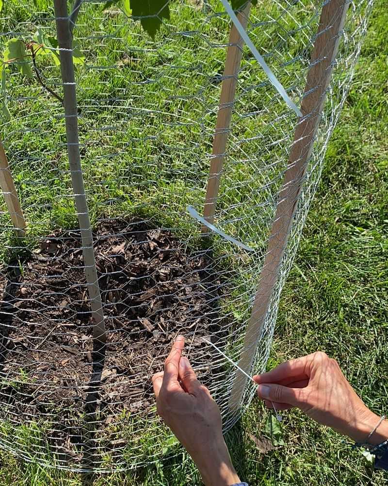Protecting Young Plants During Storm Season