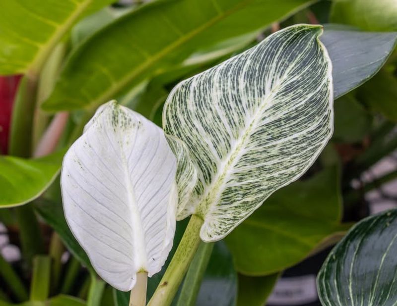 Philodendron Birkin
