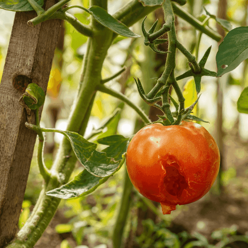 Monitor For Pests And Diseases Common In Georgia's Climate