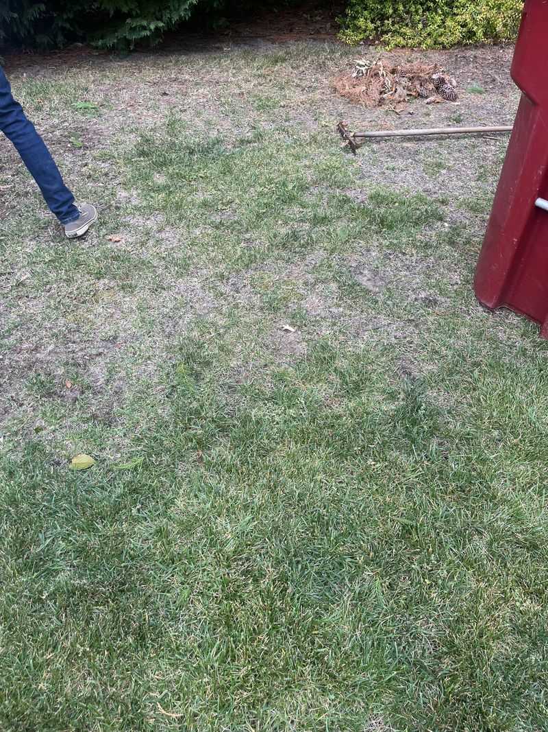 Thin Grass That Invites Pests And Disease