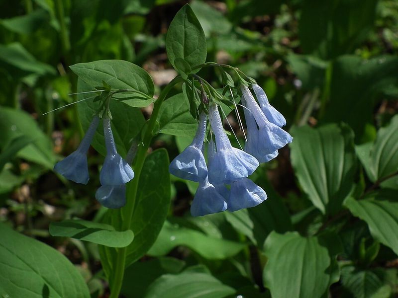 Virginia Bluebells