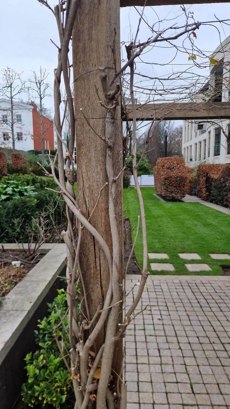 Cut Side Shoots Back To A Few Strong Buds