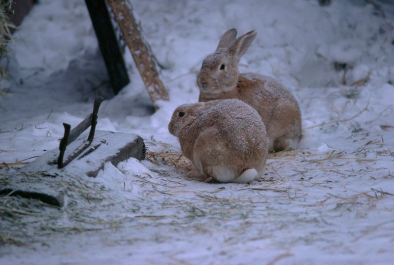 Monitor For Animal Damage Hidden By Snow