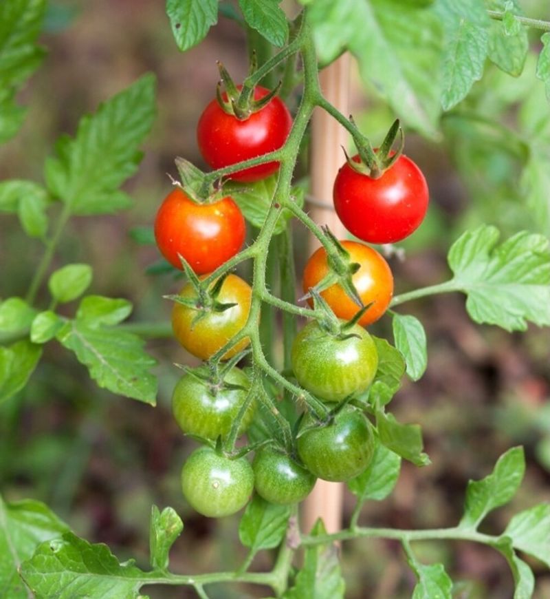 Choose Short-Season And Cold-Tolerant Varieties