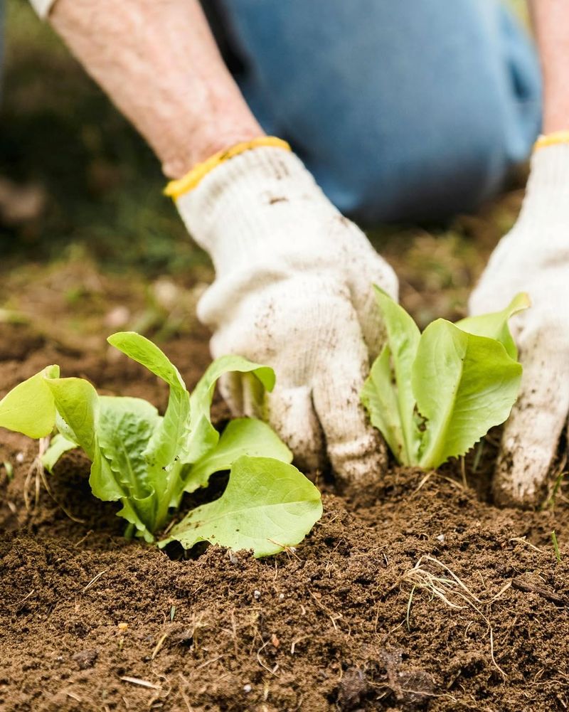 Plant Cool-Season Vegetables And Herbs