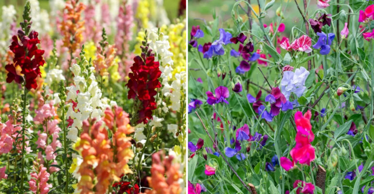 snapdragons and sweet peas