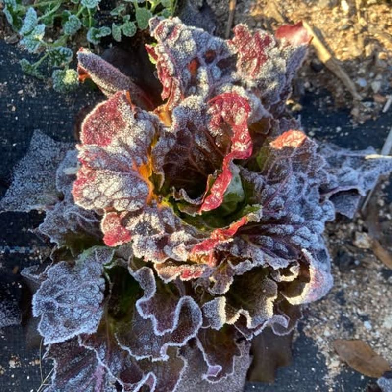 Cool Season Crops Can Go Out Early