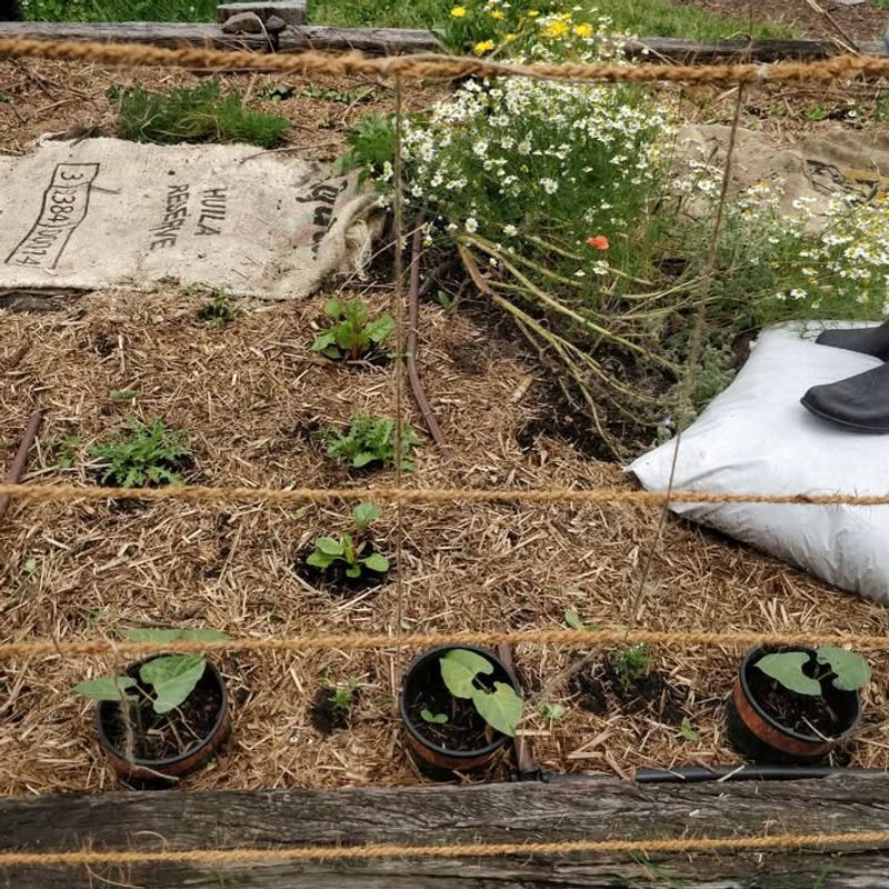 Apply Fresh Mulch To Garden Beds