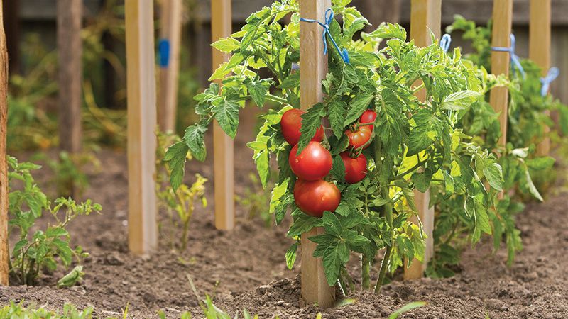 Side-Dress With Nitrogen During Growth