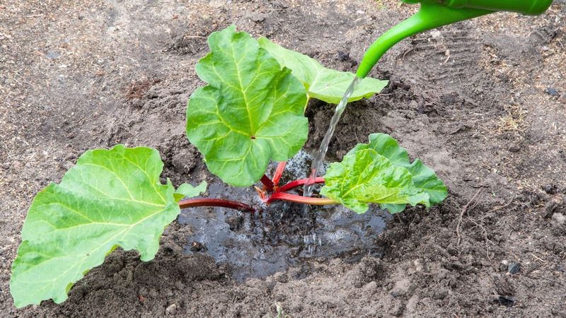 Choose Deep, Well-Draining Soil Rich In Organic Matter