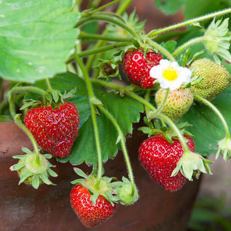 Give Strawberries Bright, Consistent Light