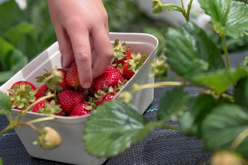 Use Light, Well-Draining Potting Mix