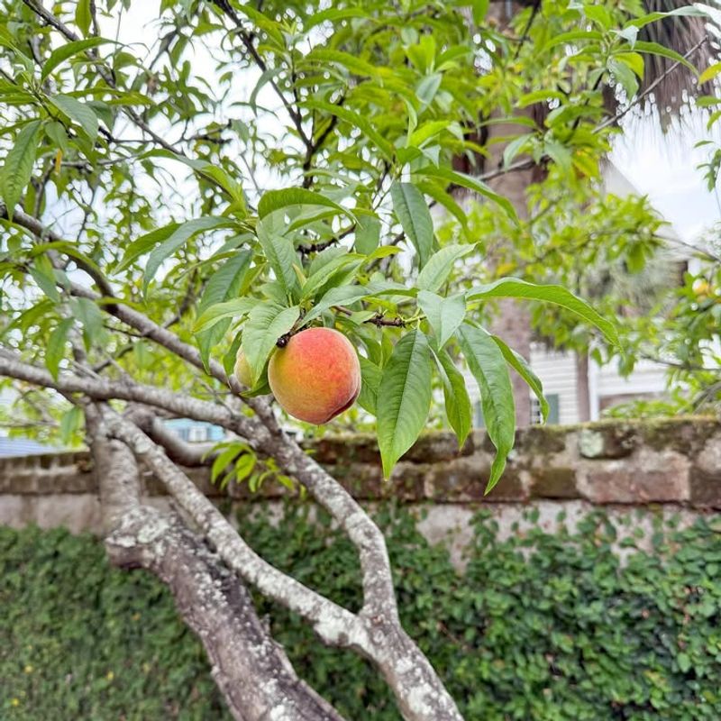 Plant Trees Where Full Sun Lasts Most Of The Day