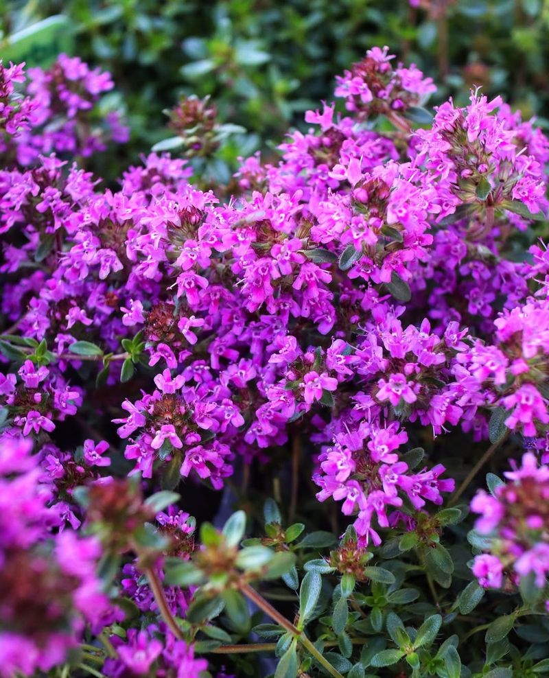 Plant In Spring After Last Frost