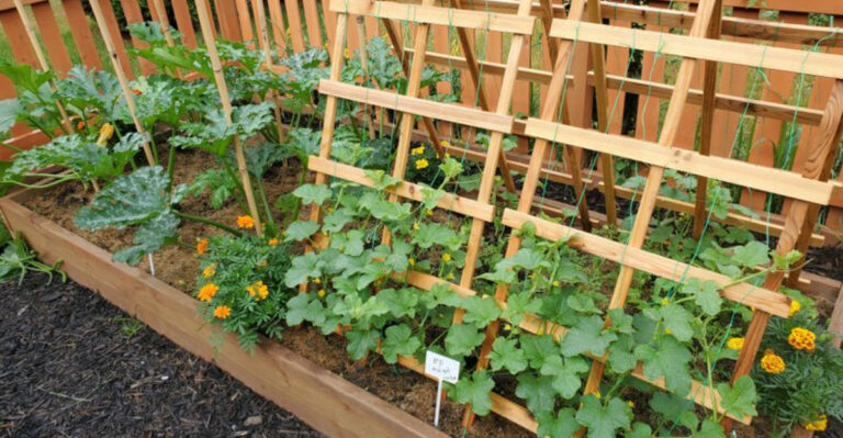 vegetable small garden