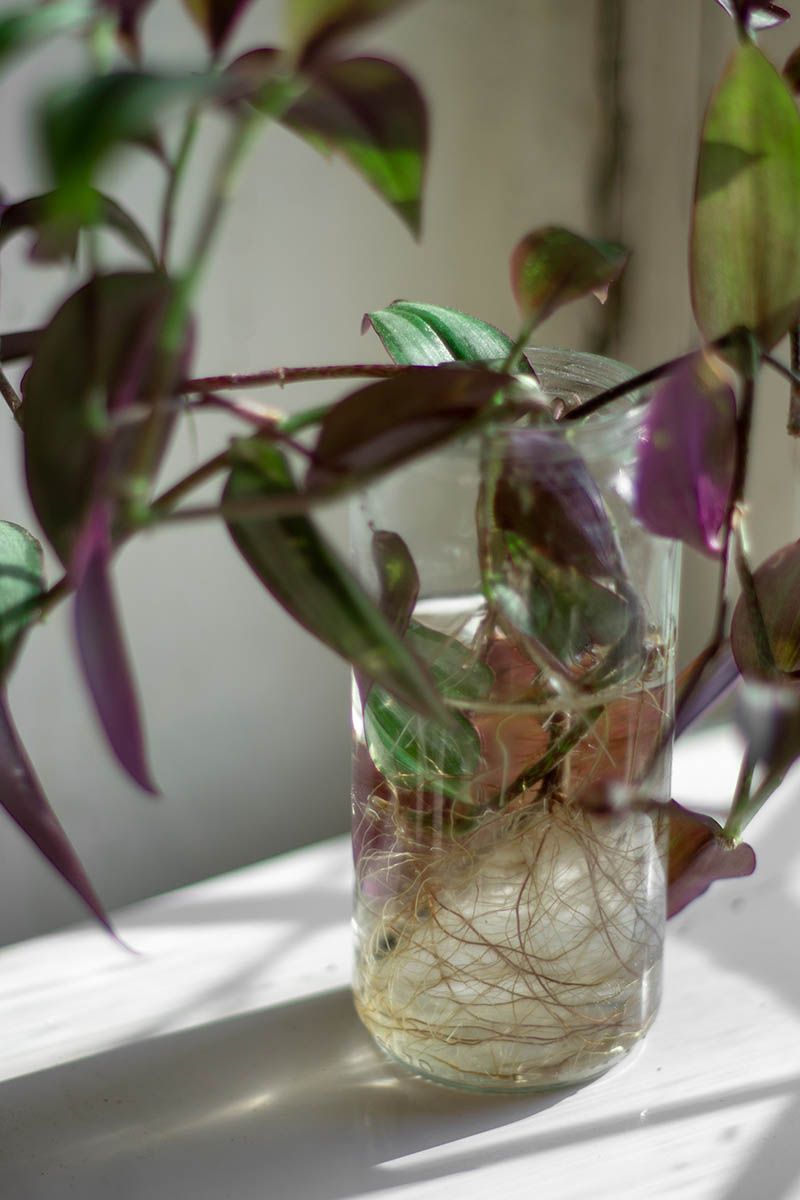 Rooting Tradescantia (Wandering Dude) For Fast Results