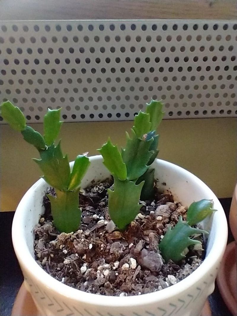 Propagating Christmas Cactus Segments