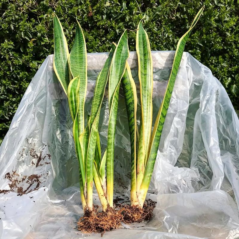 Dividing Snake Plant Rhizomes