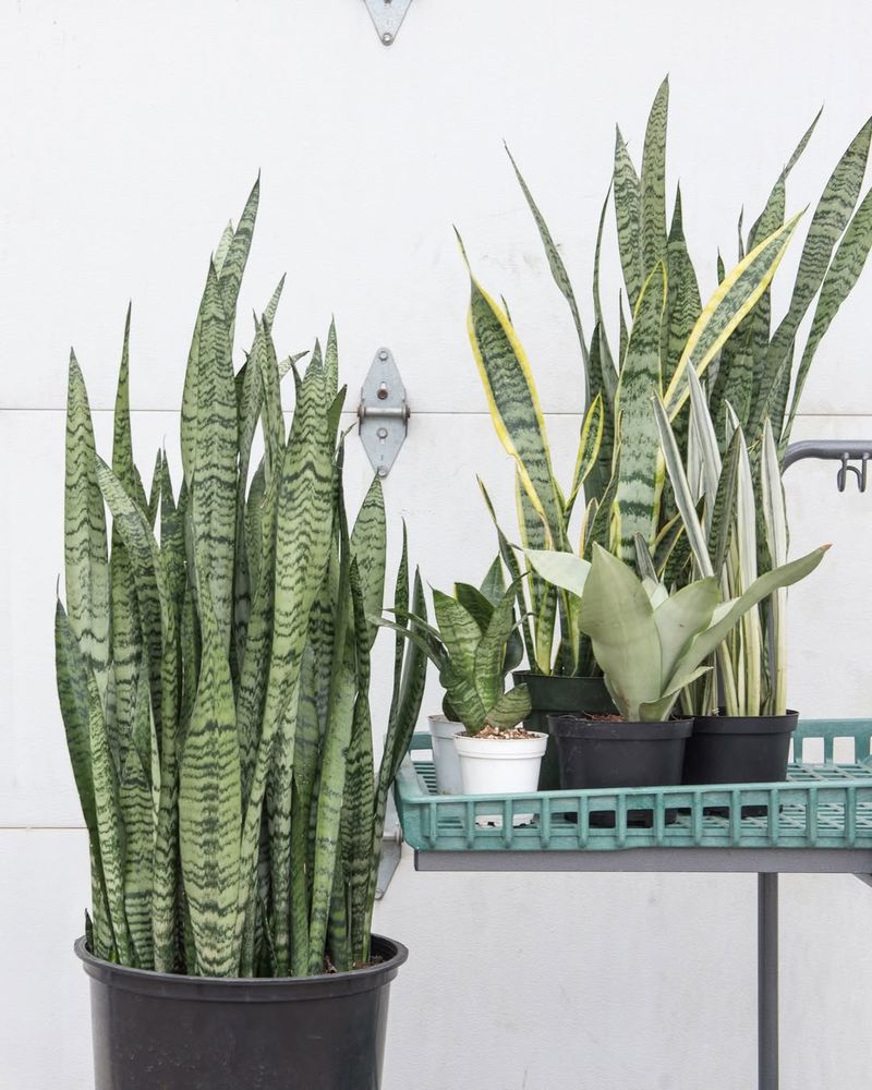 Leaf Propagation For Snake Plants (Sansevieria)
