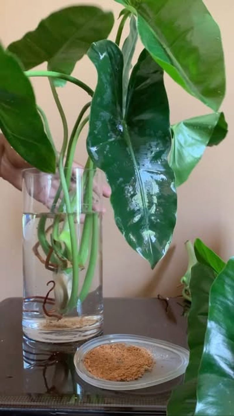 Rooting Philodendron Cuttings In Water Or Soil