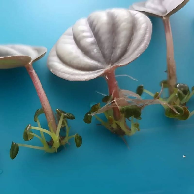 Peperomia Stem And Leaf Cuttings
