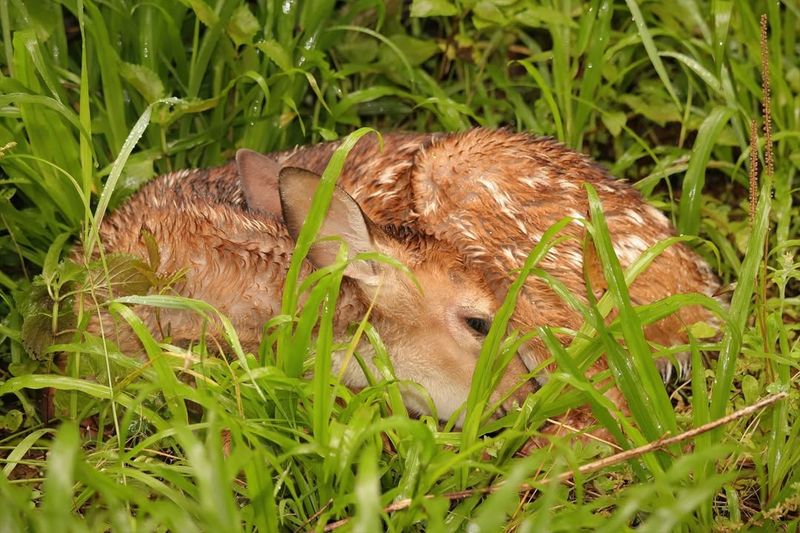 Check For Fawns Before Taking Action